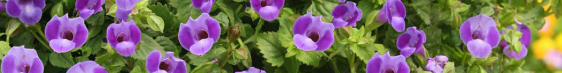 Category: <span>Pansy</span>
