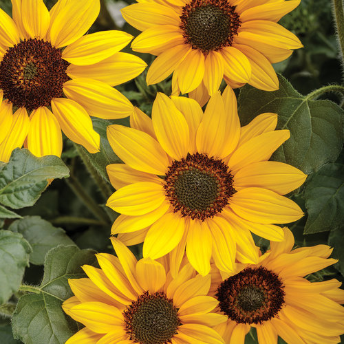 Sunflower Suncredible Yellow – Fryfogel Flowers