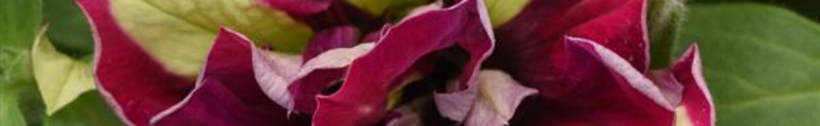 Begonia Belleconia Rose