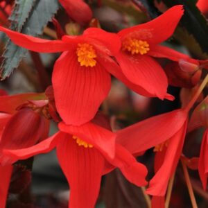 Begonia Mistral Dark Red