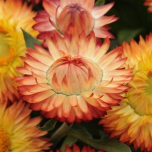 Bracteantha Mohave Apricot