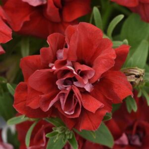 Petunia Double Vogue Red