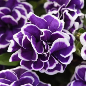 Petunia Double Jewel Frosted Sapphire